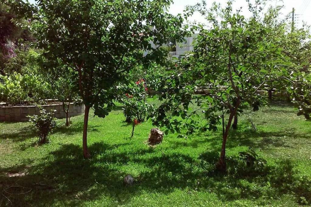Sunny Garden Studio Atenas Exterior foto